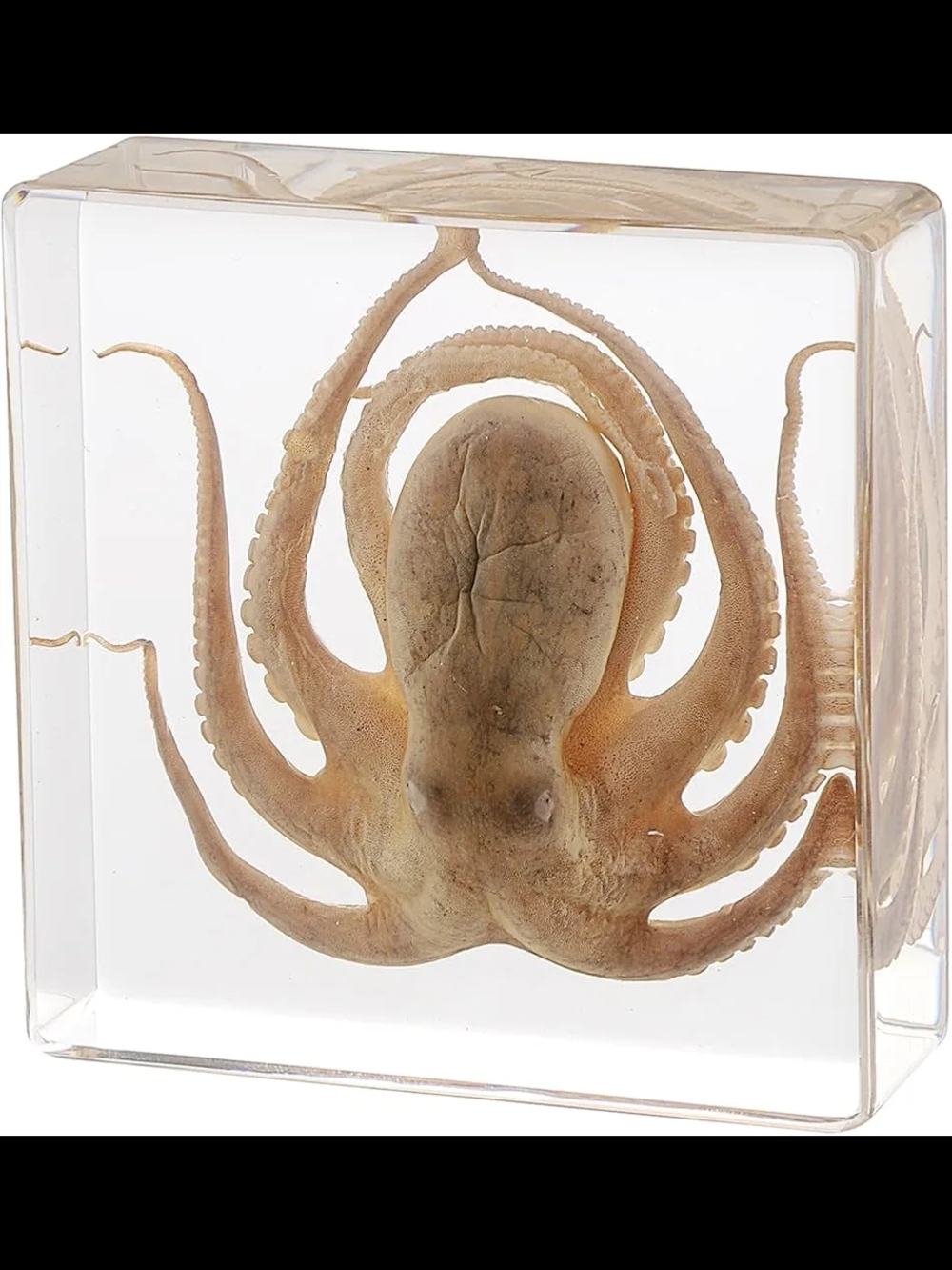 Handmade Taxidermy Octopus